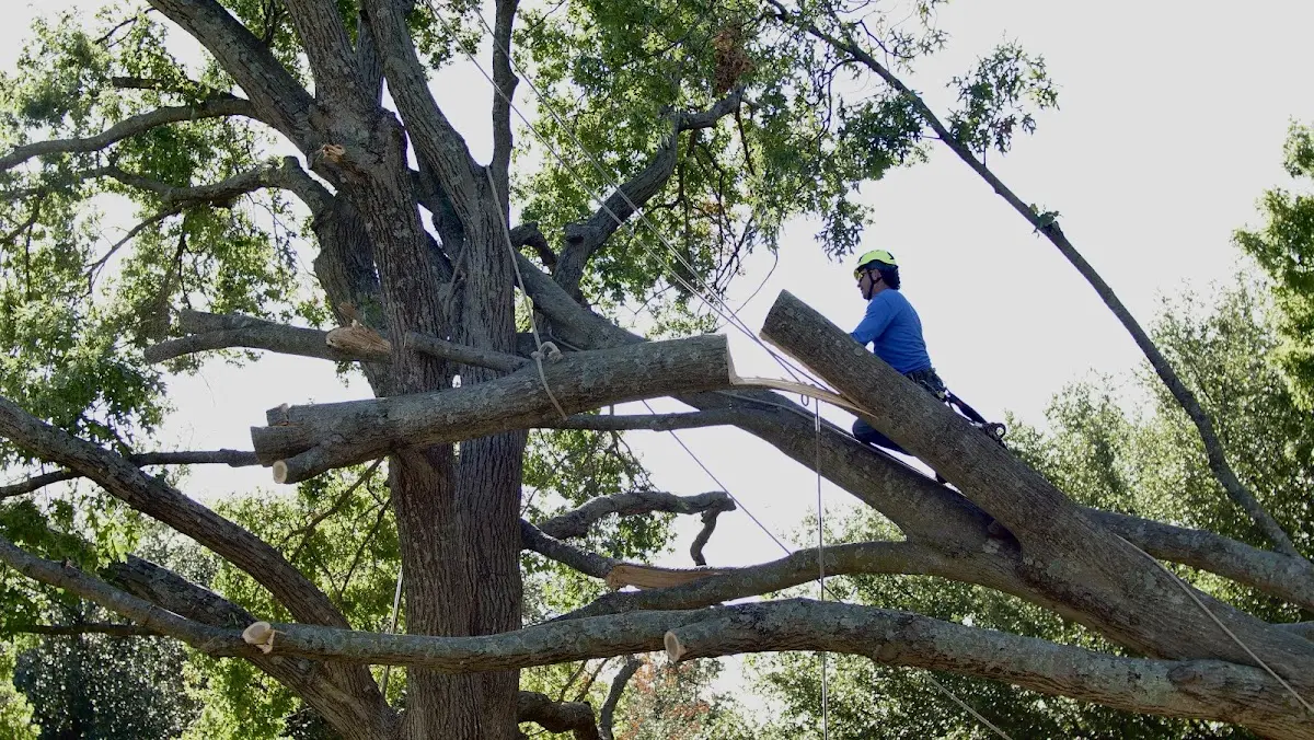 Professional Hazardous Tree Removal performed by certified arborists in Springer